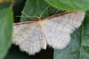 Idaea humiliata